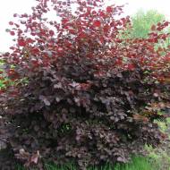 Саженец Фундук Варшавский краснолистый в контейнере